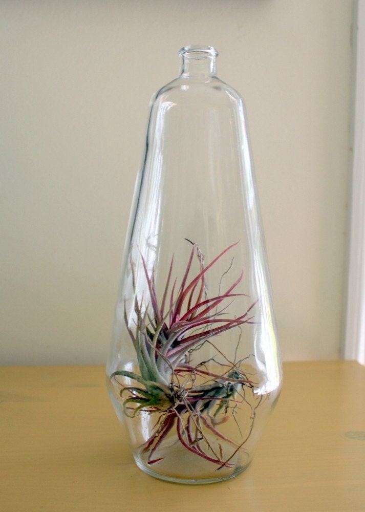 Great Big Bottle of Air Plant