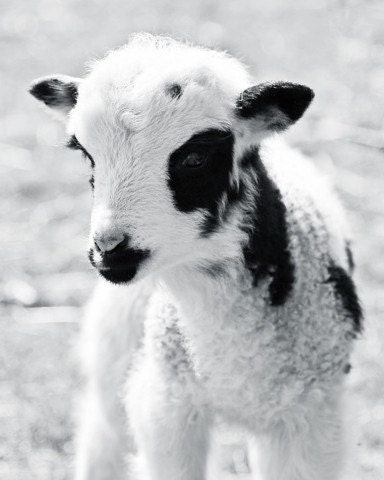 Portrait of a Lamb 8x10 Black and White Photograph