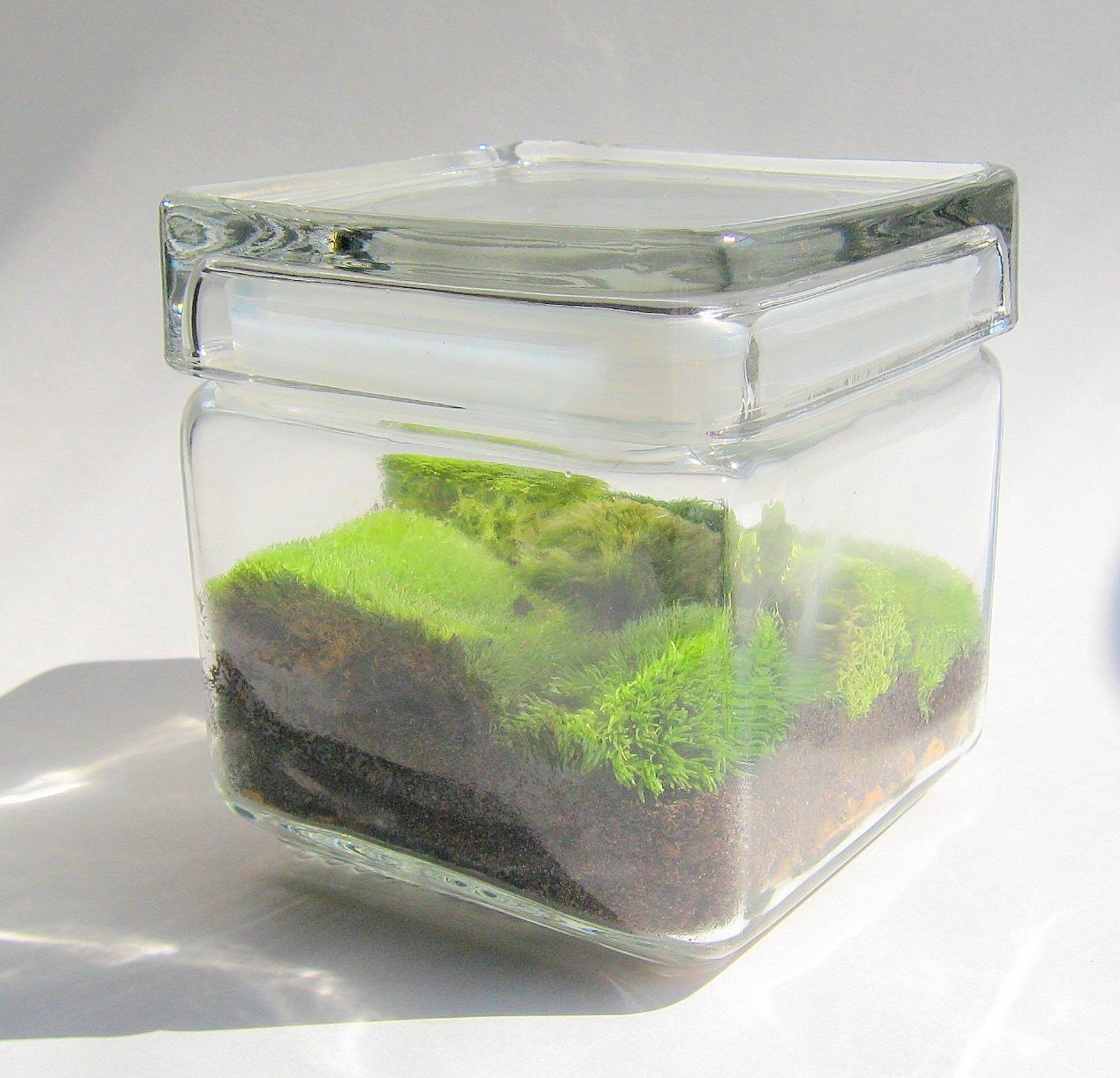 Mini Moss Terrarium (Galatea)