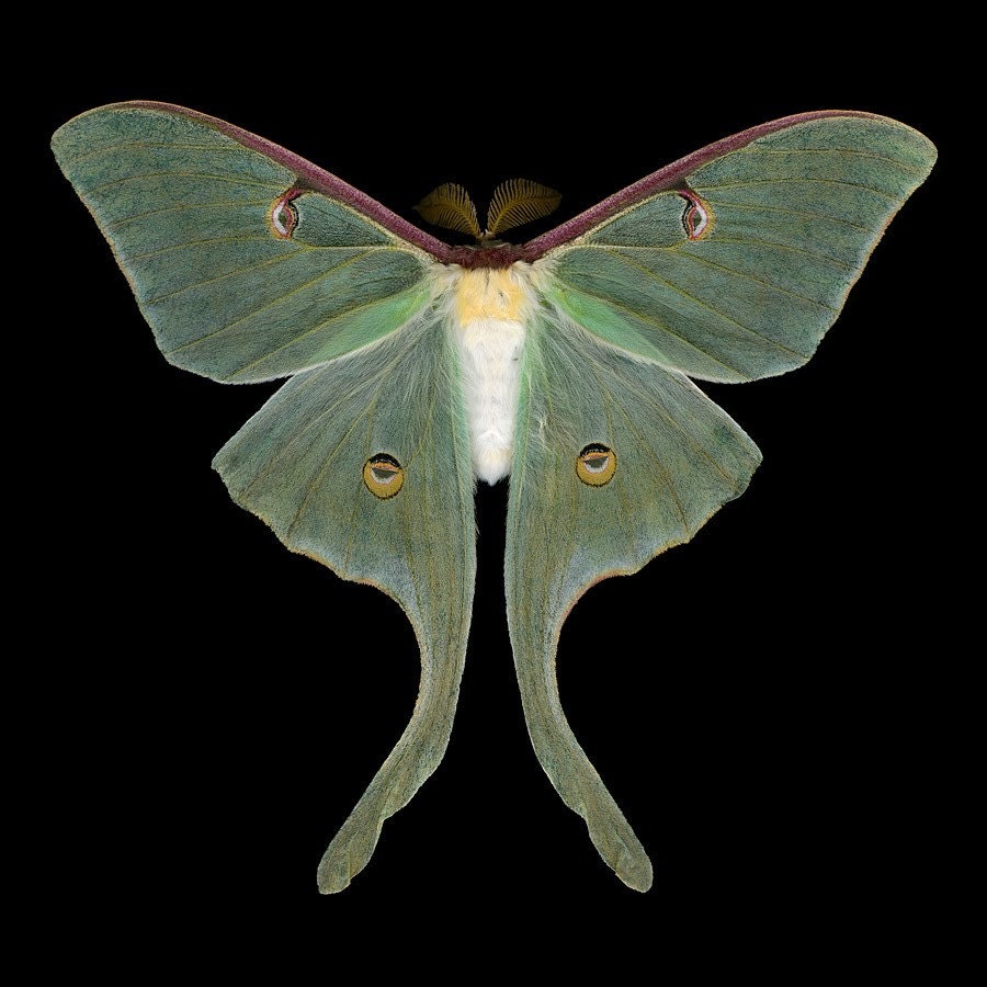 Luna Moth - Actias luna (male)
