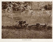 Antique Safari Lion Troop Photo Rotogravure 1920