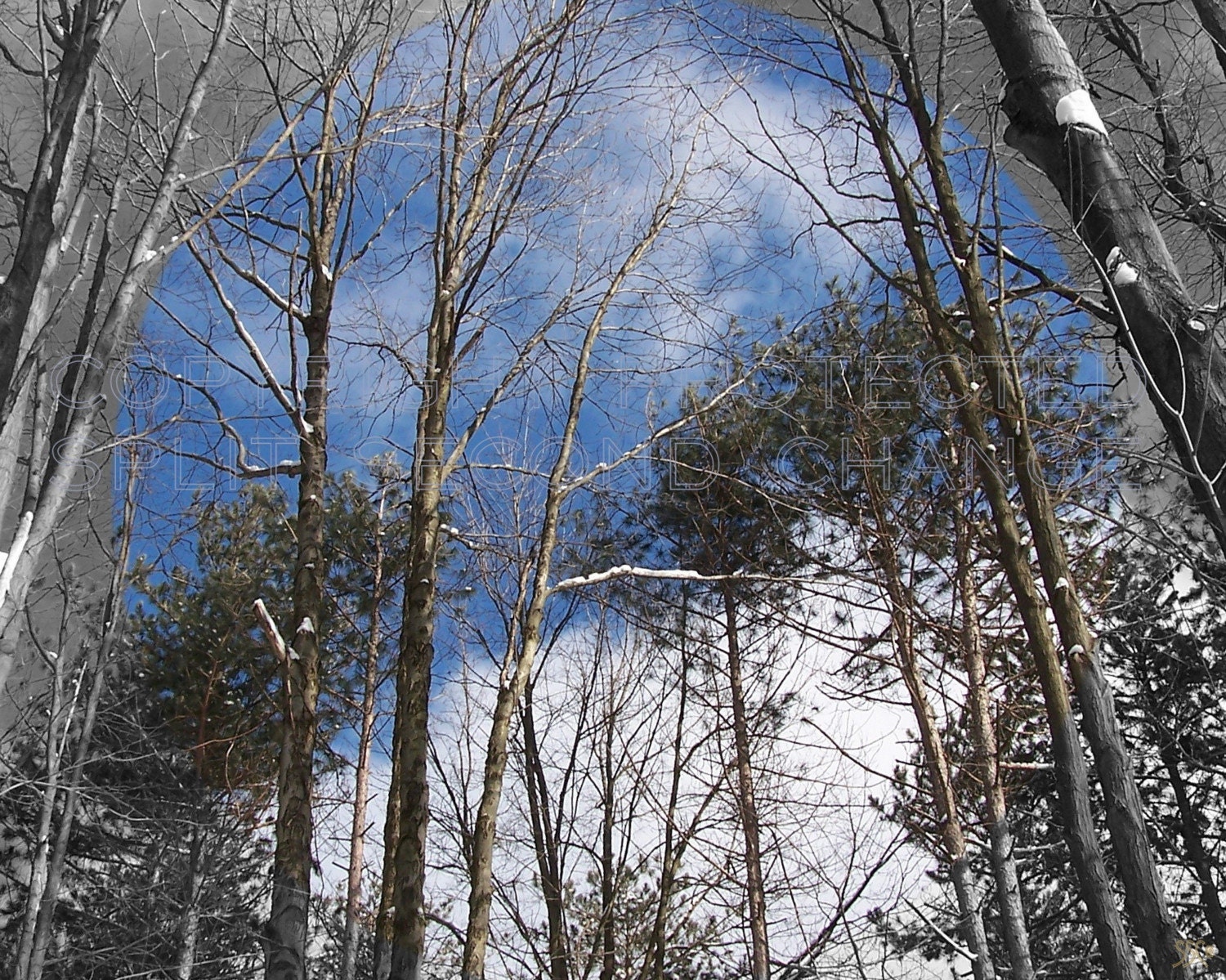 ALLEGHENY NATIONAL FOREST........WINTER SKIES........ 8x10 PHOTOGRAPH