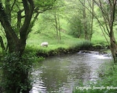 SHEEP BESIDE THE RIVER DOVE  5 x 6.5  Photo Greetings Card