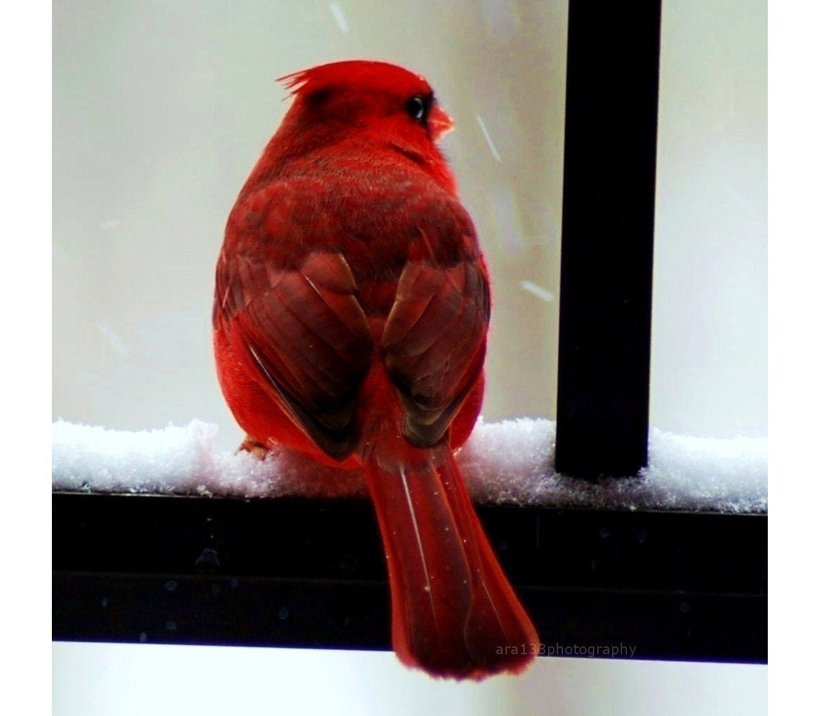 BOGO SALE - Cardinal in the Snow - 5x5 Fine Art Photography Print, Lustre