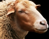 As  Sweet as Ewe - 5x7 Adorable Sheep Photograph Print - Sweet Animal Picture