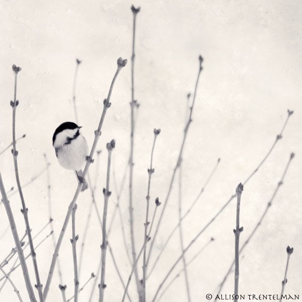 Little Chickadee - blank photo greeting card of little bird in winter