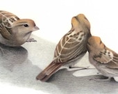 Sparrow Study - color pencil drawing art print by Jo Bradney