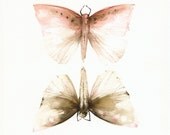 Pink and Mocha Moths- Original Watercolor Painting