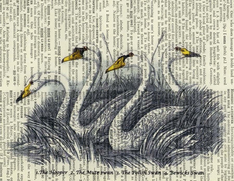 18oo's swan artwork - printed on page from vintage dictionary