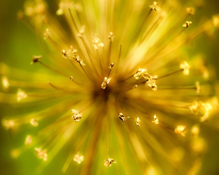 Black Friday - Kablooie- yellow gold and green exploding star fireworks allium flower in autumn- Fine Art Flower Photography Print -  8x10
