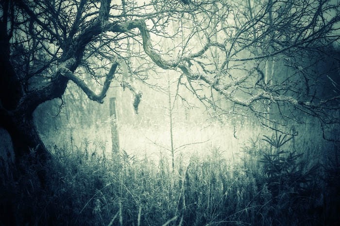 The Haunting Woods - 4x6 Fine Art Photograph