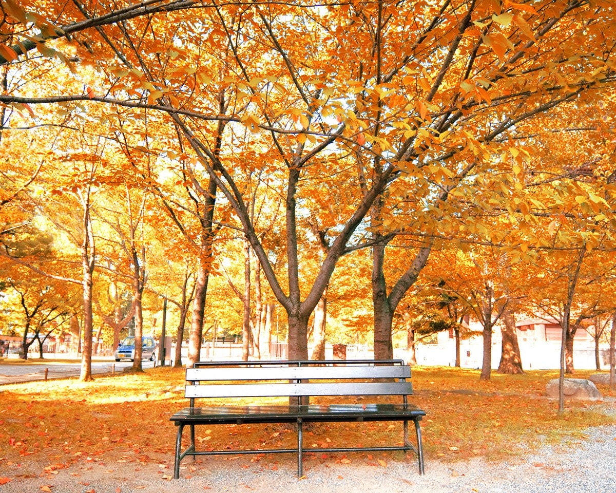 IN STOCK  A Walk In The Park-8x10 Fine Art Photo of beautiful autumn trees and a park bench
