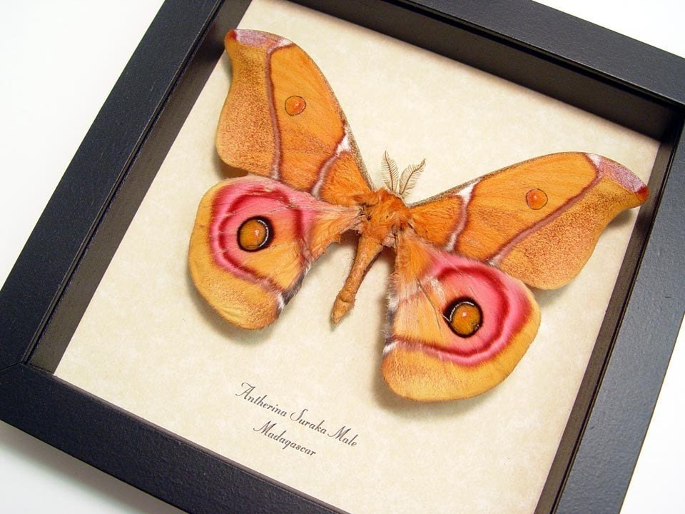 Pink Male Madagascar Moth Conservation Quality Display  638m