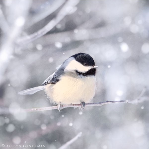 Chickadee in Snow No. 11 - 5x5 fine art photography print of cute little bird on a branch on a snowy winter day