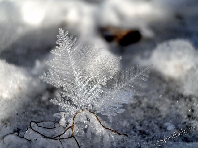 Ice crystal, Delicate Beauty, Fine Art Winter Photograph