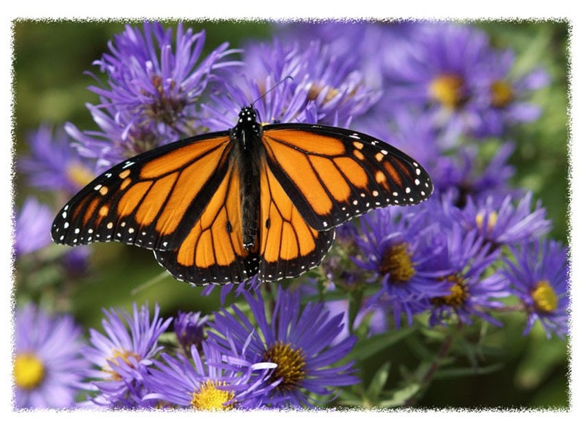 Monarch Butterfly and Purple Asters photo greeting card 5 x 7