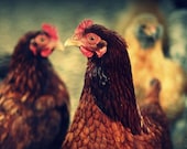 Who 
Me, Chickens in the Garden, Chesapeake Bay Maryland 15x30  Fine Art 
Photography Print