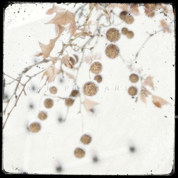 Survival  04 - 2010 - Original Signed Numbered Fine Art Photography Print  6x6 (15x15cm)