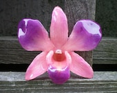 REAL Natural Magenta Purple and Pink ORCHID Pin and Pendant