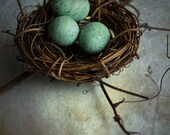 Nest Print - A Place to Call Home - 8x10 Fine Art Photograph robin egg blue nest home baby nursery