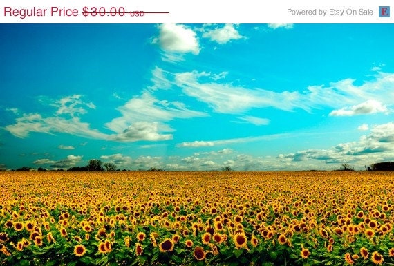 33% OFF SALE Forever mustard yellow ochre summer sunflowers aqua teal turquoise sky white clouds prairies -8x12 Fine Art Nature Photo