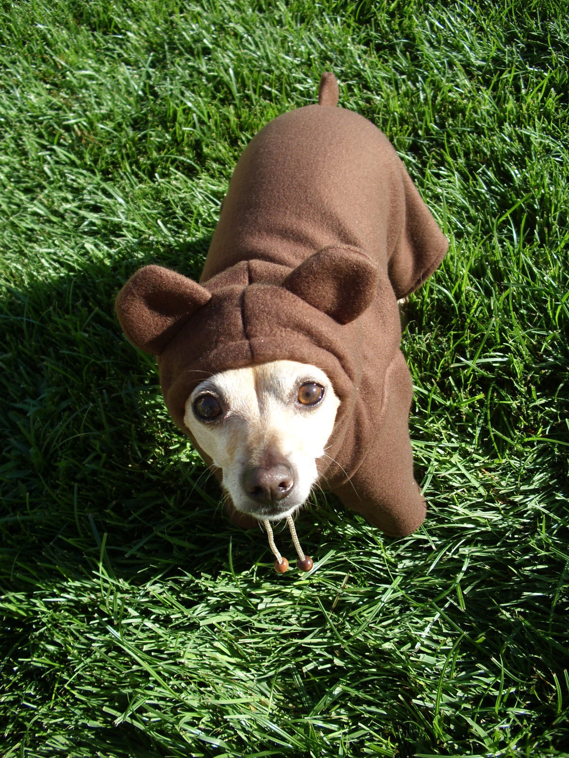 Teddy Bear Dog Costume ALL SIZES AVAILABLE