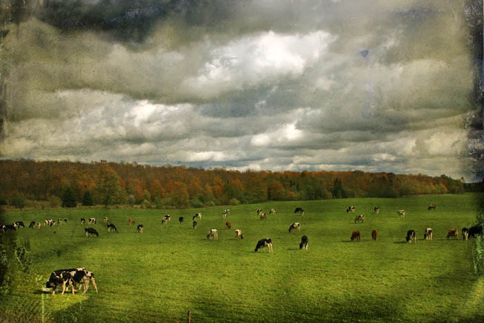In the Company of Cows - 8x12 Fine Art Photograph - french country