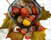 Fall Acorns - Set of 24 in Stunning Autumn Colors