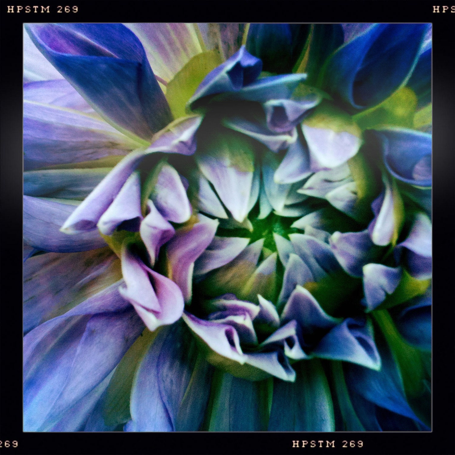 Purple Dream Blossom....Hipstamatic Original Photo