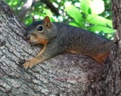 Tree Hugger Squirrel Fine Art Photo 5x7 -Free Shipping