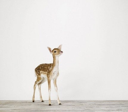 Baby Deer, 7 x 8 Fine Art Print