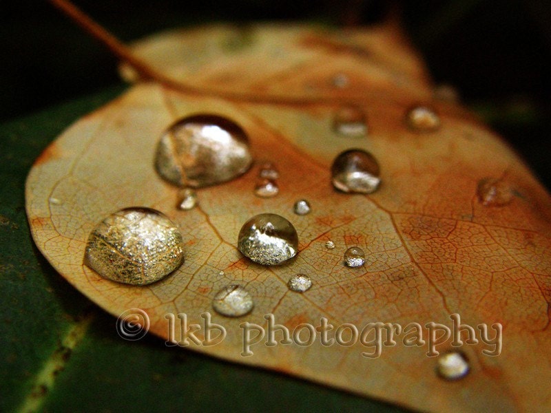 Rain 
Droplets on Leaf 8x10 Nature Photography Print