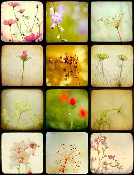 Garden Collage - Fine Art Photo