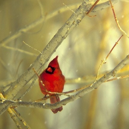 Cardinal in winter, a fine art bird photography print(8x8) BOGO SALE