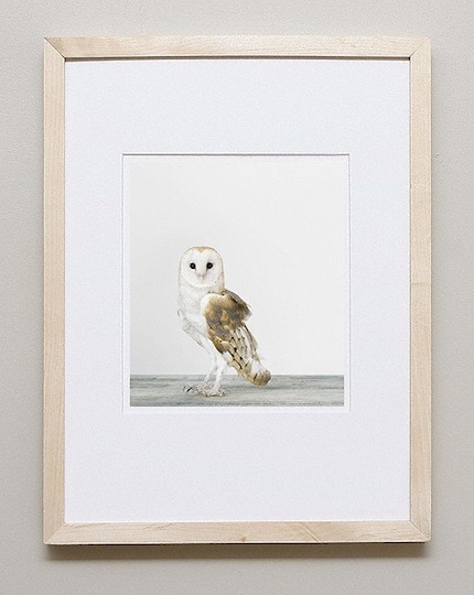 Owl, 7 x 8 Fine Art Print