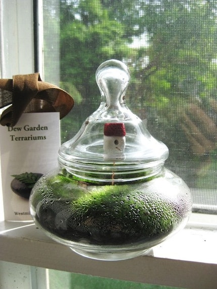 Squatty Terrarium with Red Roof Birdhouse Live Moss