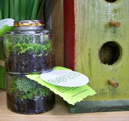 Stackables Set of 2 Moss Terrariums, Moss Garden in a jar