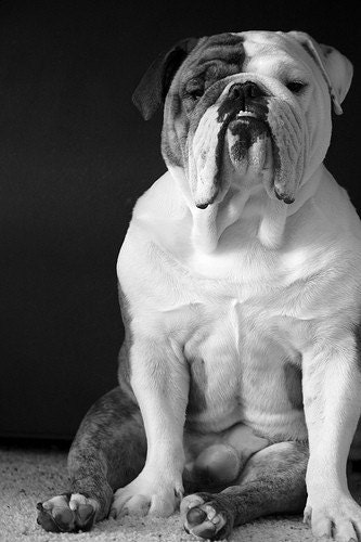 English Bulldog Portrait - 8x10 Fine Art Photography