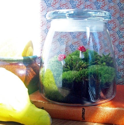 Good Morning America Special - Terrarium with Free Shipping