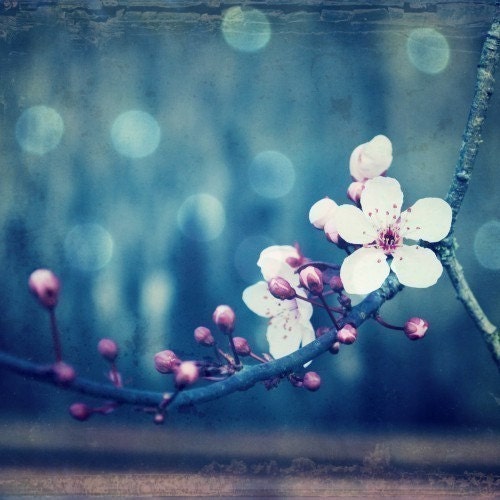 Plum and Blue -  Art Photography - Plum blossom tree branch bokeh indigo blue 8x8