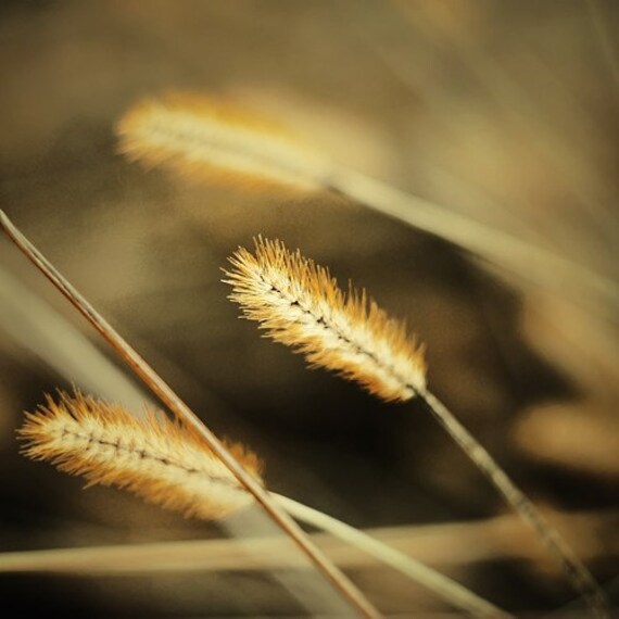 Windy Day - 8x8 - Fine Art Photography - one FREE photograph with every purchased item