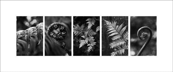 Black and white panorama photo of New Zealand fern plants