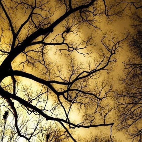 Burning Sky - harvest gold twilight sky seen through the bare branches of an october night - a thanksgiving Photograph under 15 dollars - a metallic fine art tree print (5x5) 50 percent off sale