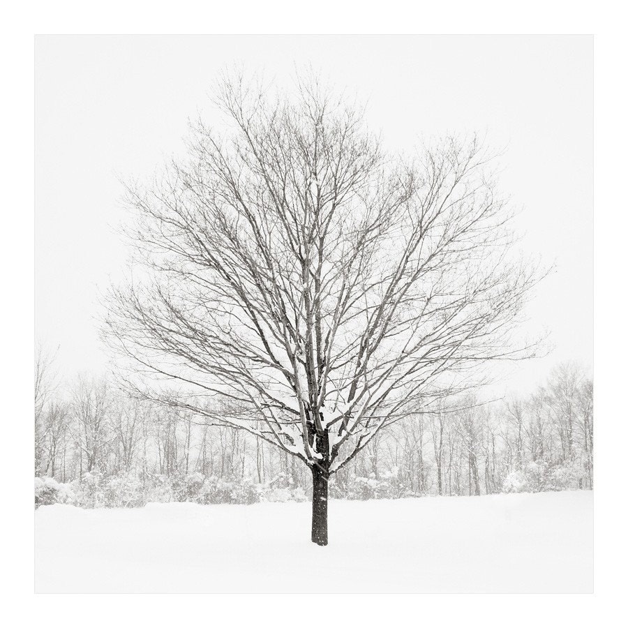 Tree in Winter - Peaceful Tree Photograph - 8x8 inches