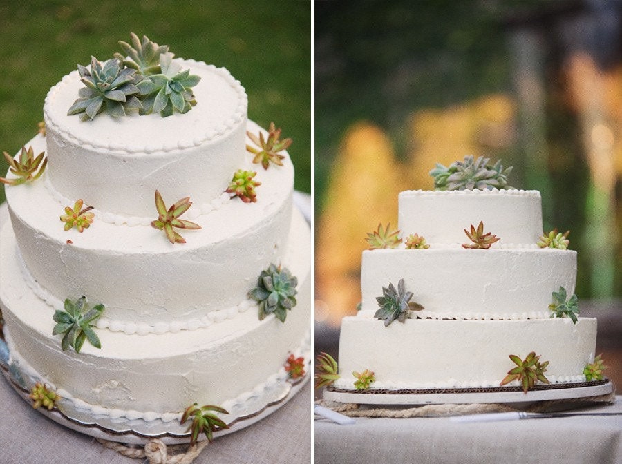 A COLLECTION OF 24 SUCCULENTS, PERFECT PARTY FAVORS, CAKE TOPPERS, BOUQUETS