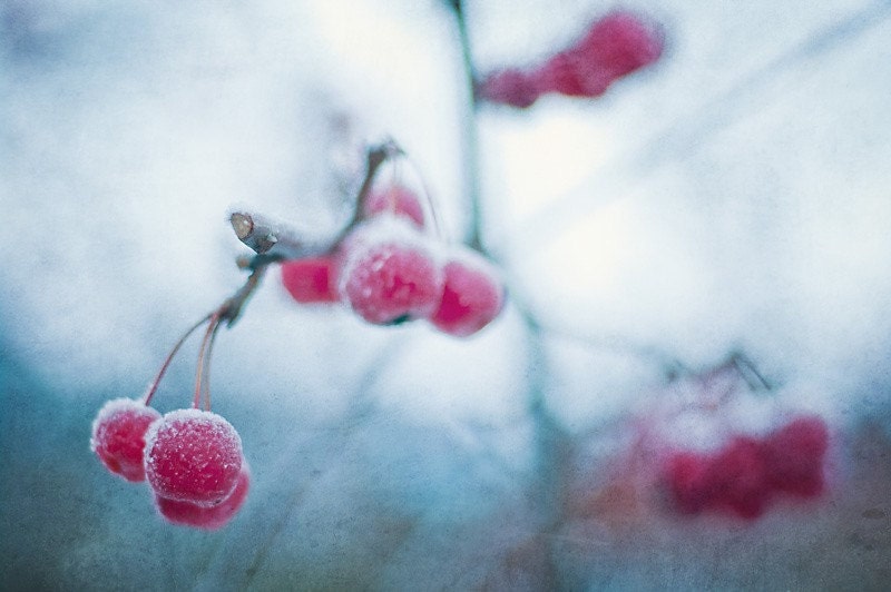 Cold Cherries - 8x12 Inch Fine Art Photography Print