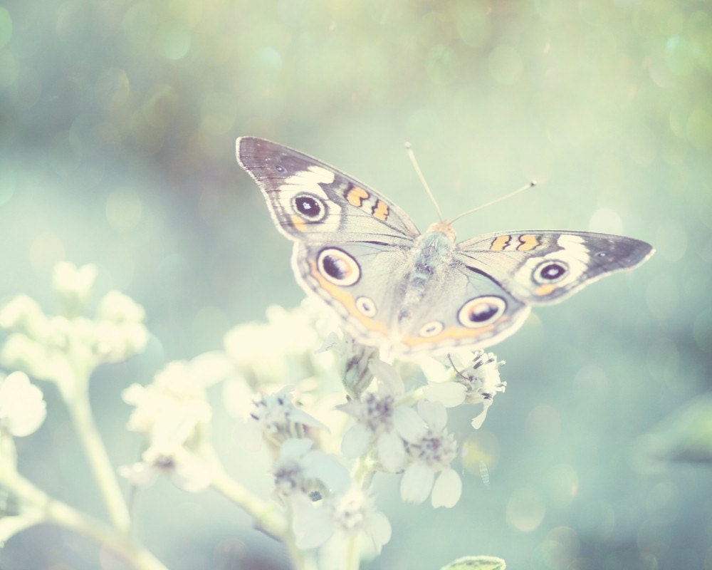 Fine Art Photography. The Speckled Butterfly. 8x10 Dreamy Whimsical Magical Butterfly Photo