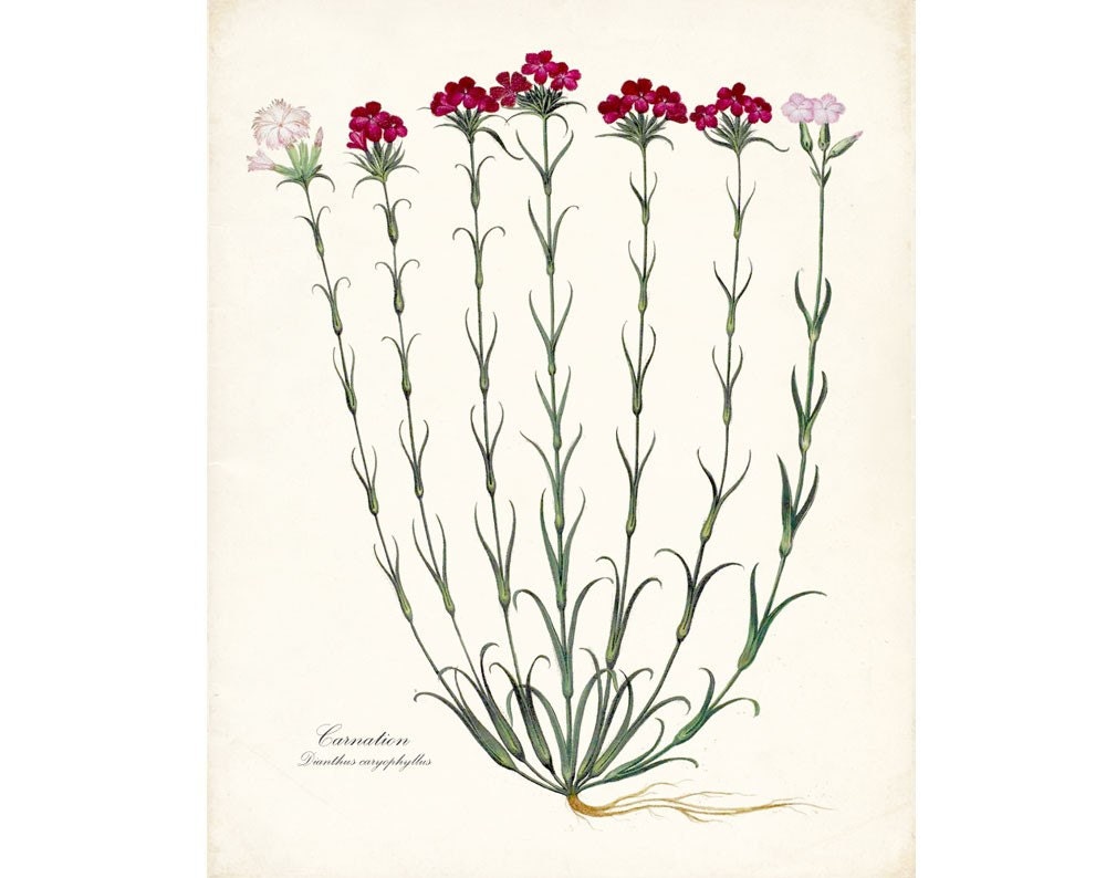 Antique French Flower-Carnation No. 1