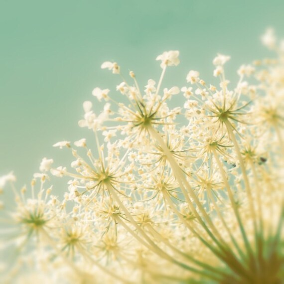 Popcorn 4x4 teal blue aqua sky stunning soft delicate yellow cream queen anne's lace flowers  - Small Fine Art Nature Photography Print