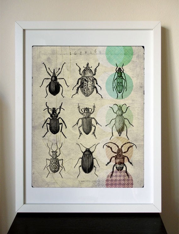 12x16 Giclee Print - Beetle Collection